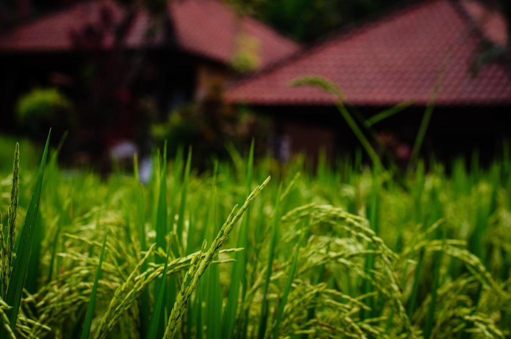 Puji Hostel And Bungalow Ubud Exterior photo